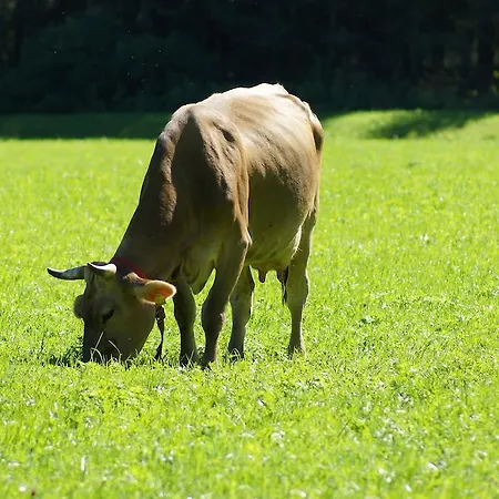 Bauernhof Dismasn Hof
